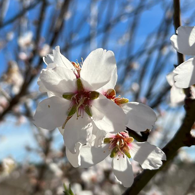 Amendoeira