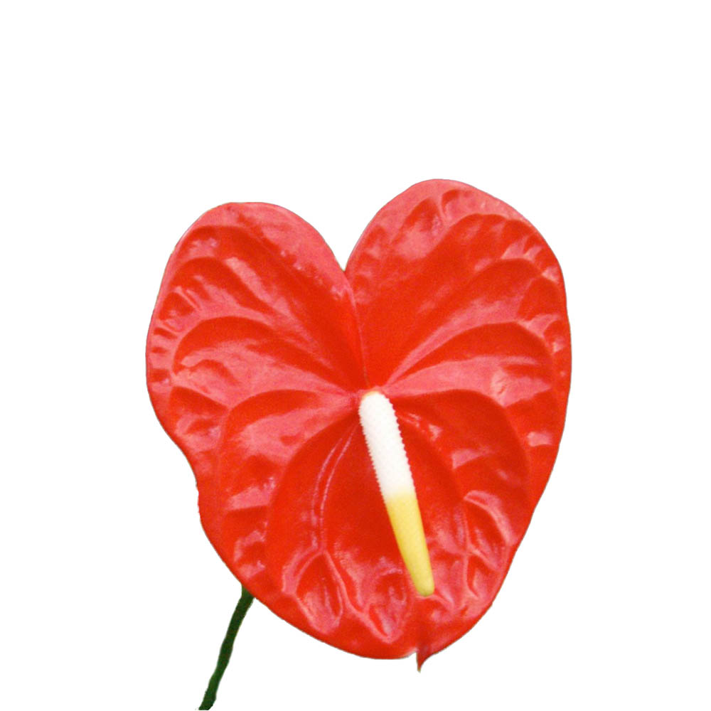 Anthuriums