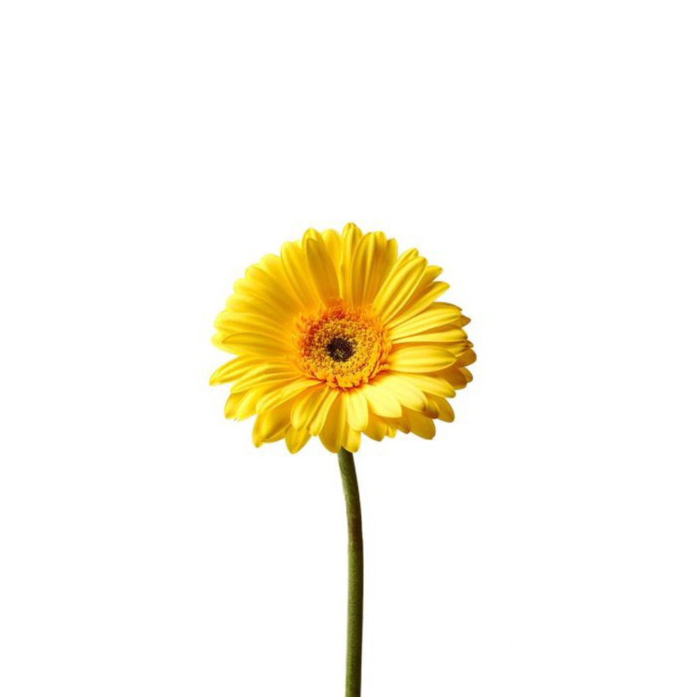 Gerbera