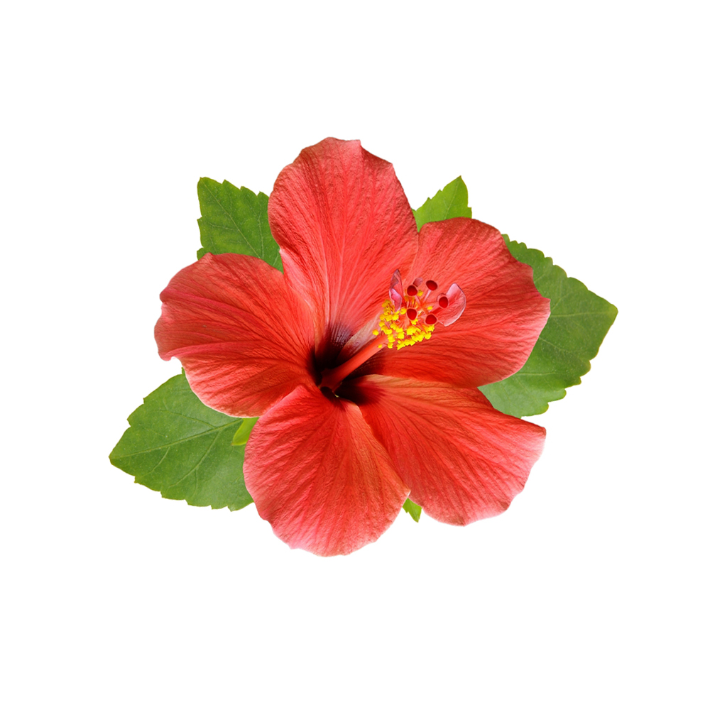 Hibisco