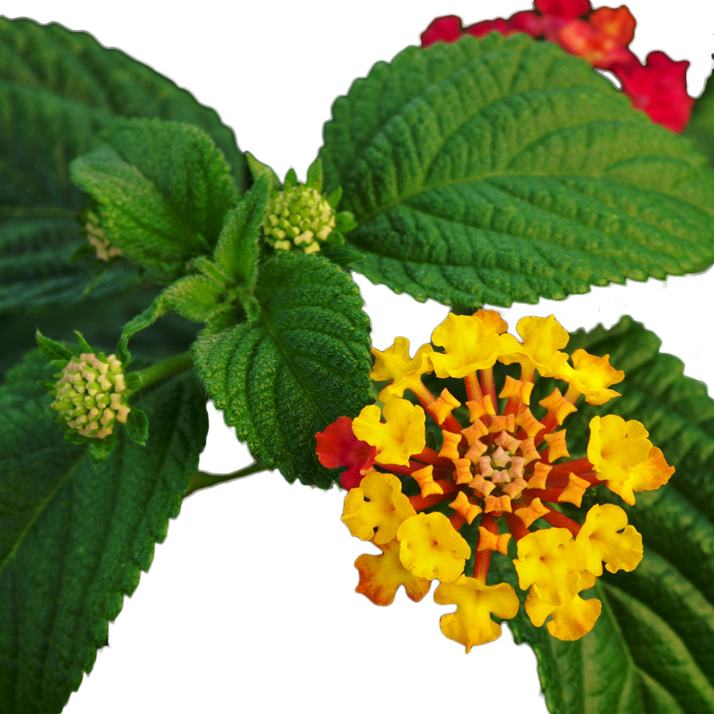 Lantana