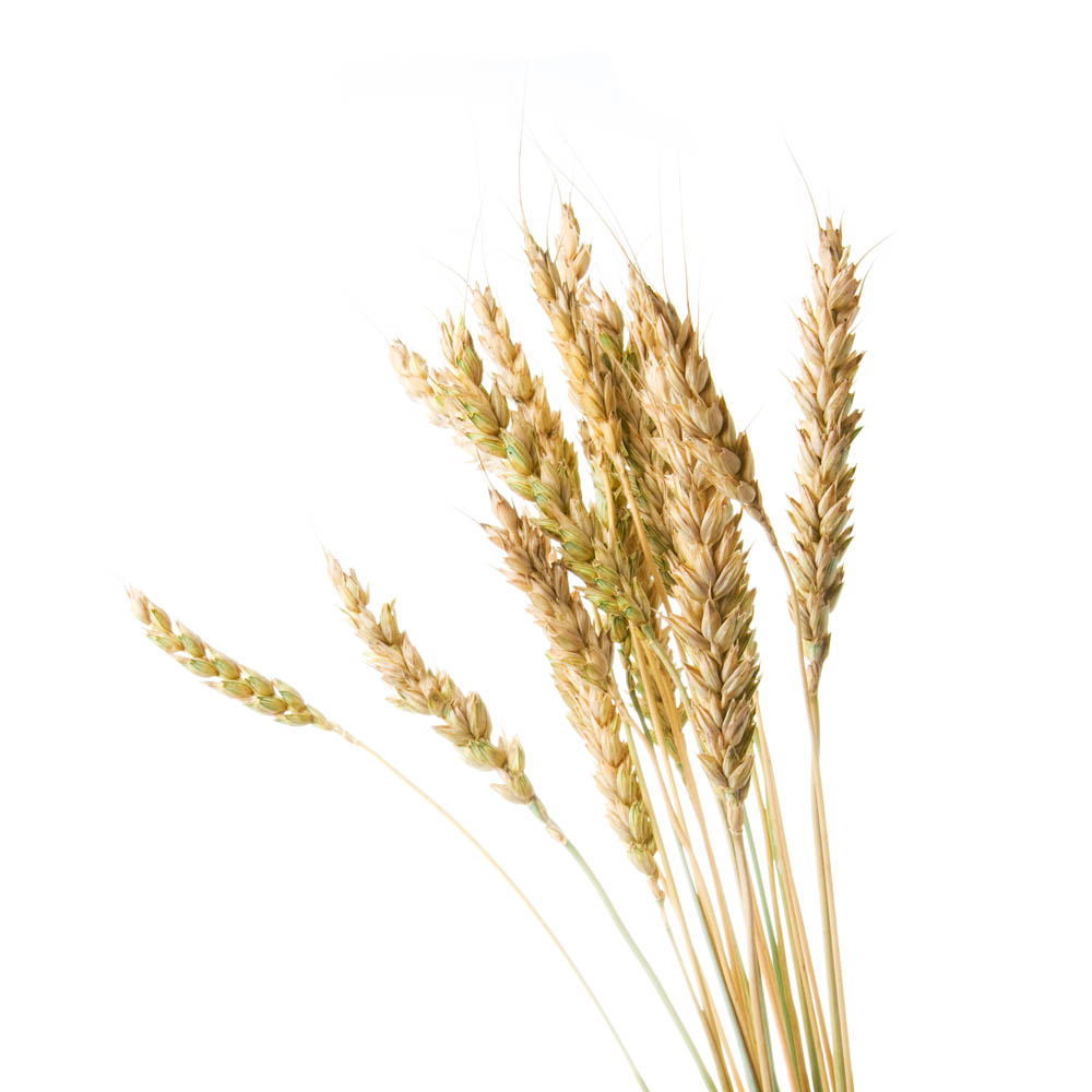 Triticale