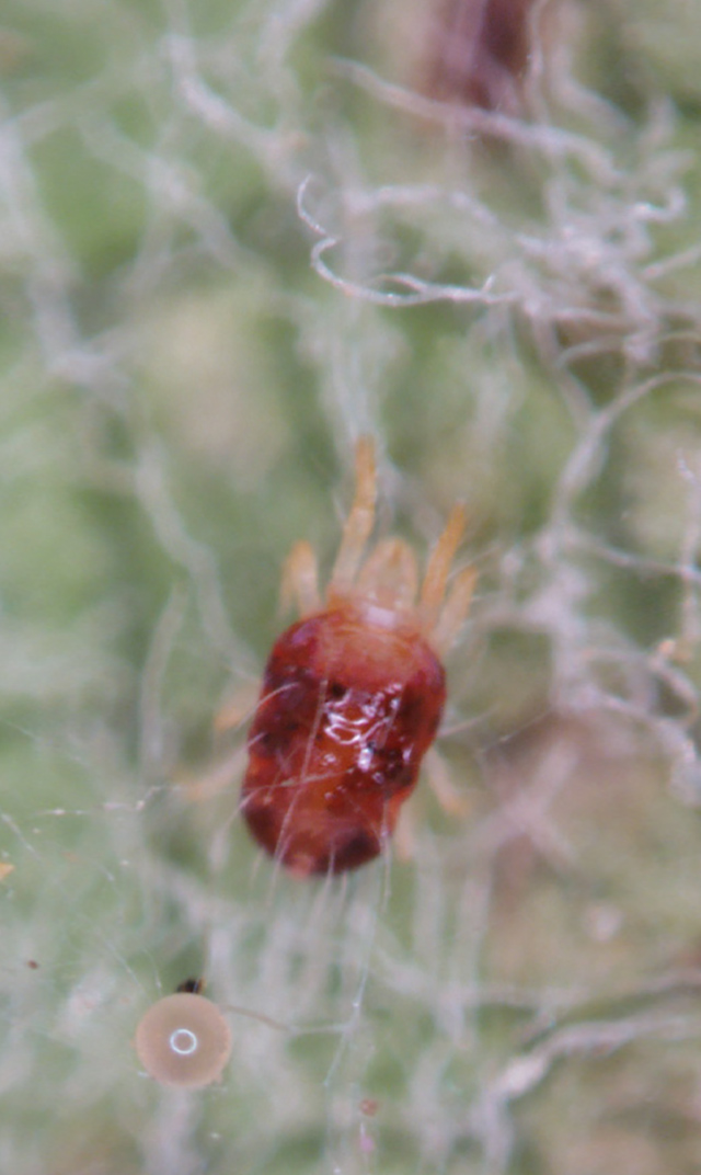 Aranhiço Vermelho da Pereira