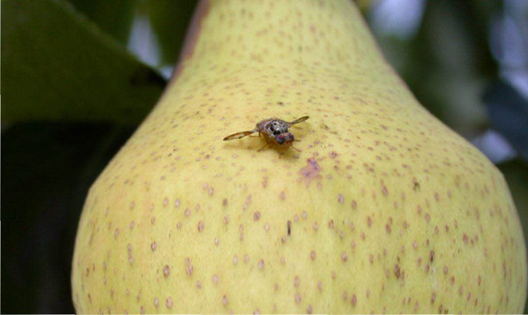 Mosca da Fruta da Pereira