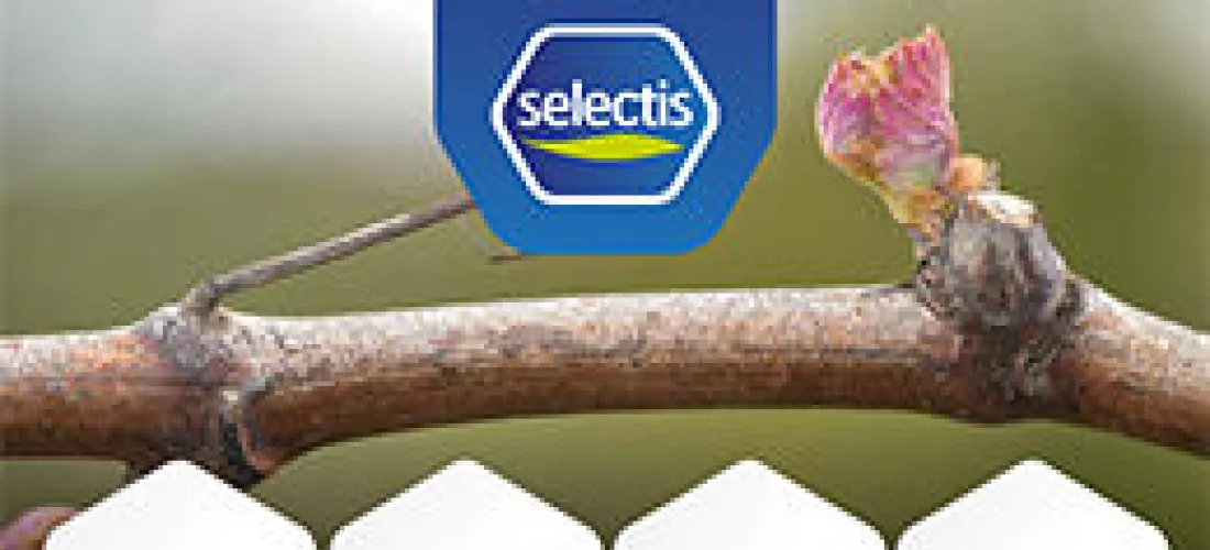 infoselectis-n33-selectis-newsletter